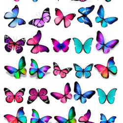 Schmetterlinge blau / rosa