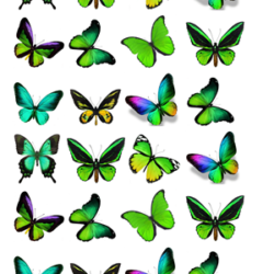 Schmetterlinge grün