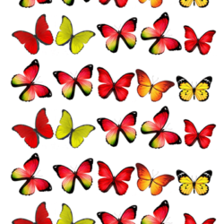 Schmetterlinge rot / gelb