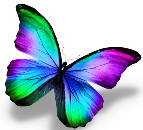 Bunter Schmetterling 3
