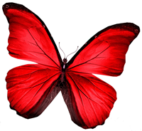 Schmetterling Rot